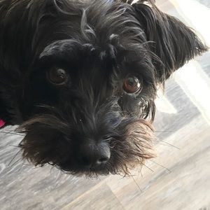 Meet your Posher, Garrett